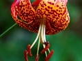 Lilium martagon IMG_0249 Lilia złotogłów